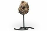 Cretaceous Ammonite (Mammites) Fossil with Metal Stand - Morocco #217429-1